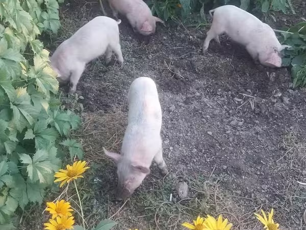 Prasata (šarže, pohlaví neuvedeno), Prasata