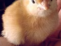 Chickens — फ़ोटो 1