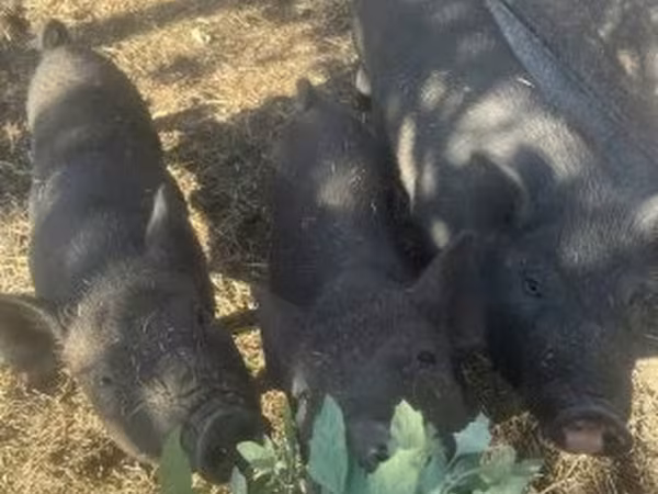Boar, Вьетнамская вислобрюхая