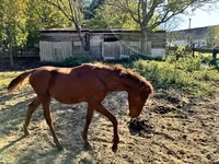 Cavalo, Kisber felver — foto 2
