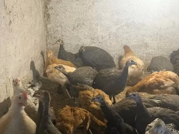 Guinea fowl
