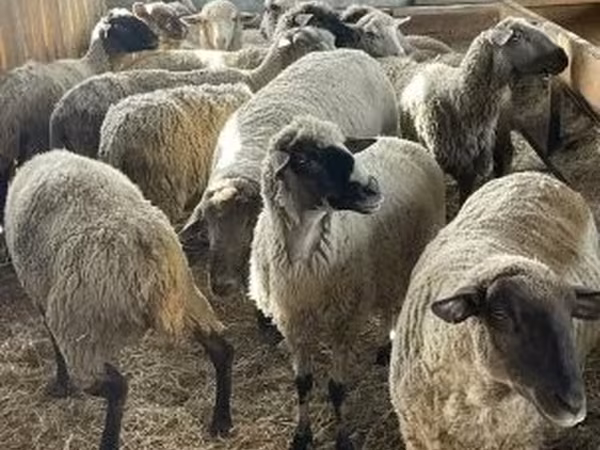 Kos, White Suffolk sheep — Magyarország