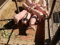 Boar, Пьетрен — photo 2