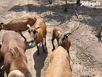 Kos, Cameroon sheep — 2. fotó
