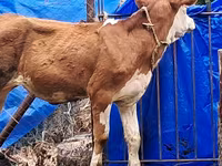 Tehén, Simmental cattle — 3. fotó