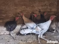 Turkeys — 1. fotó