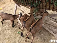 公山羊, Alpine goat — 照片 2