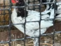 Chickens — zdjęcie 2