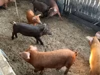 Boar, Мангалица — photo 1