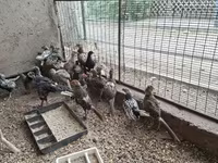 Себрайт — 5-сурет
