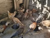 Guinea fowl — Foto 7