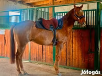 Caballo, Thoroughbred horse — foto 3
