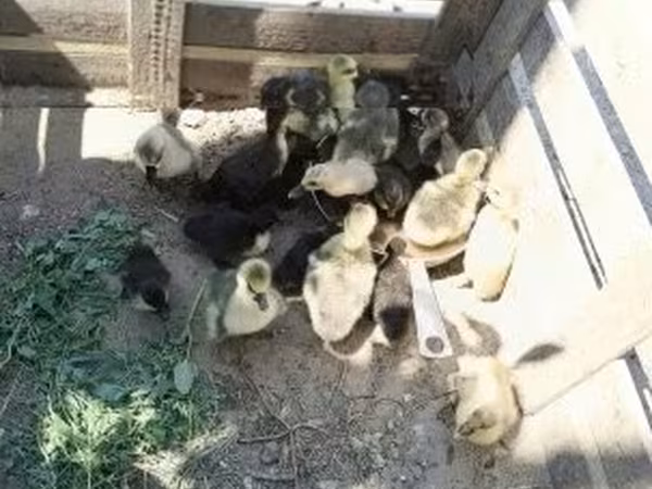 إنديان رانر — هنغاريا