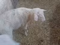 公羊, Sheep — 照片 3