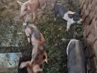 Kan, Sertések — 2. fotó
