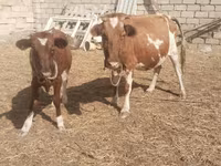 بقرة, Simmental cattle — الصورة 4
