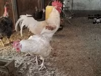 Chickens — الصورة 5