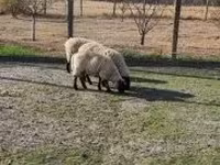公羊, White Suffolk sheep — 照片 2