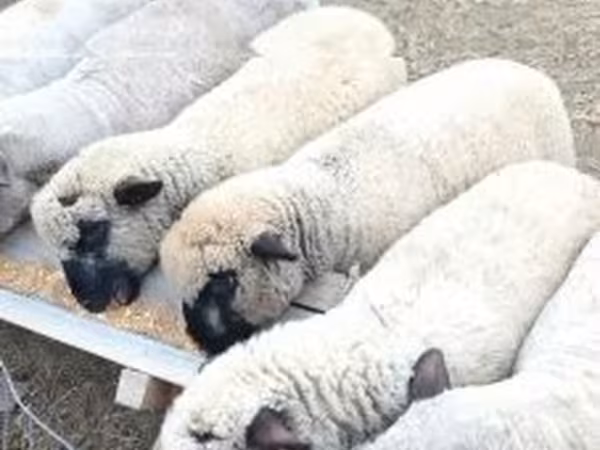 公羊, Shroshire sheep