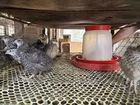 Quails — foto 1