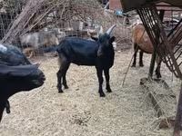تيس, Alpine goat — الصورة 4