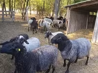 Sheep, Tsigai sheep — photo 4