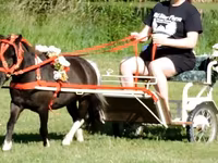 حصان, Miniature horse — الصورة 8