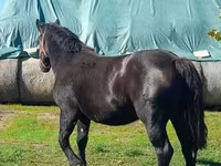 Yegua, Caballos — foto 1