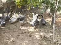 Ducks — photo 2
