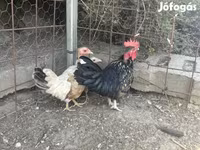 Chickens — foto 2