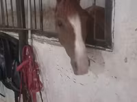 Klisna, Karabakh horse — foto 2