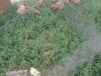 Chickens — foto 3