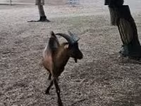 公山羊, Alpine goat — 照片 3