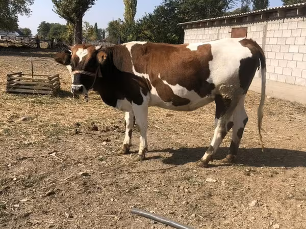 Vaca, Simmental cattle