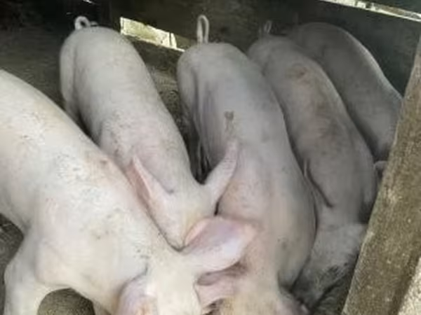 Хряк, Крупная белая — Венгрия