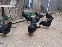 Australorp — 1. fotó