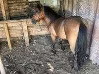 公马, Horses — 照片 3