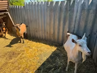 母山羊, Goats — 照片 3
