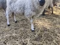 Sheep, Dorper sheep — photo 1