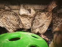 Quails — الصورة 2