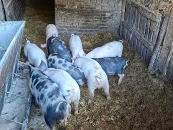 Kan, Sertések — Magyarország