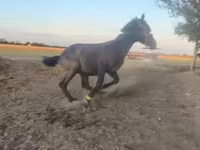 公马, Nonius horse — 照片 2