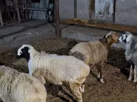 Ovelhas (lote, sexo não especificado), Ovelhas — foto 5
