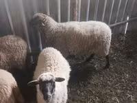 母羊, Sheep — 照片 2