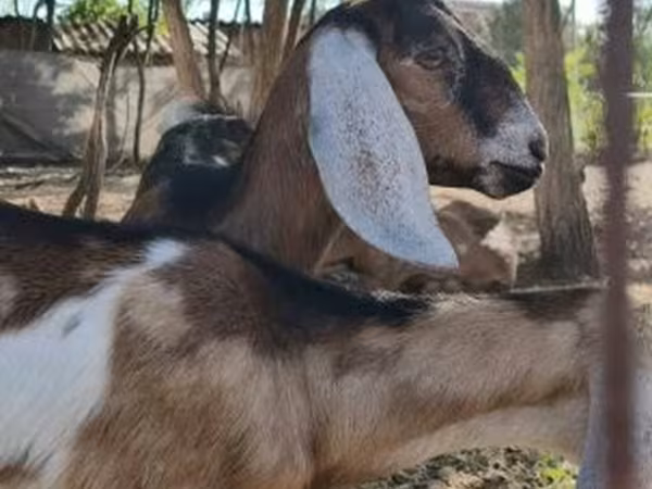 Nőstény kecske, Nubian Goat
