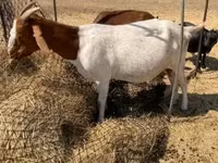 बकरी, Boer goat — फ़ोटो 2