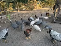 वायंडॉट — फ़ोटो 2