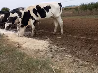 Бұқа, Russian Black pied cattle — 1-сурет