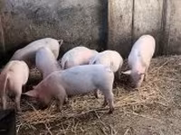Pigs (batch, sex not specified), Pigs — photo 3