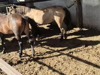 Jument, Chevaux — photo 1